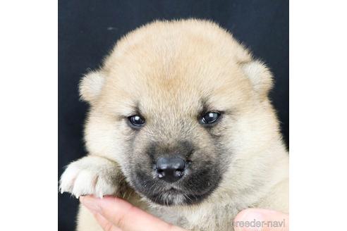 成約済の愛知県の柴犬-191097の10枚目